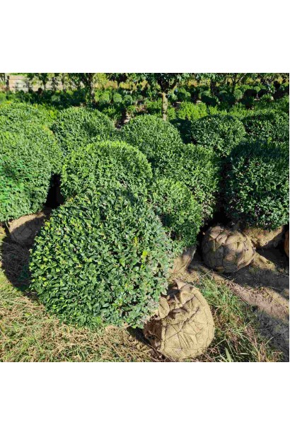 Самшит вічнозелений Куля